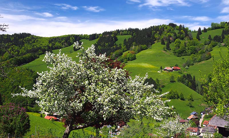 gruene-landschaft-wieden-muenstertal